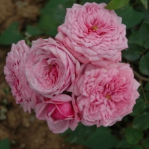 Durance Ancian Rosa (Дюранс Ансьон)